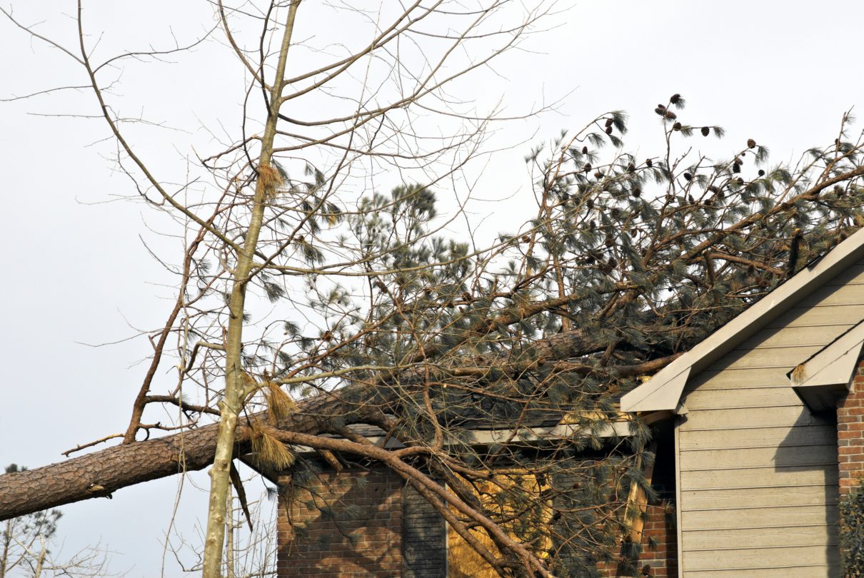 Damage Analysis: Tornado caused pine tree to fall over on house smashing through its roof.